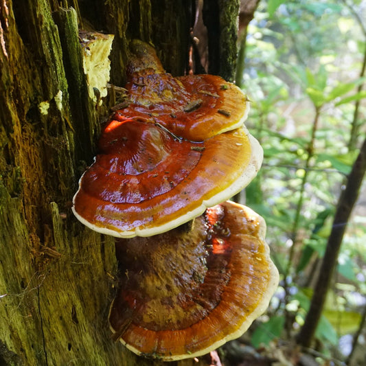 Reishi Mushroom: The Mushroom of Immortality and Its Science-Backed Benefits - Wonderland