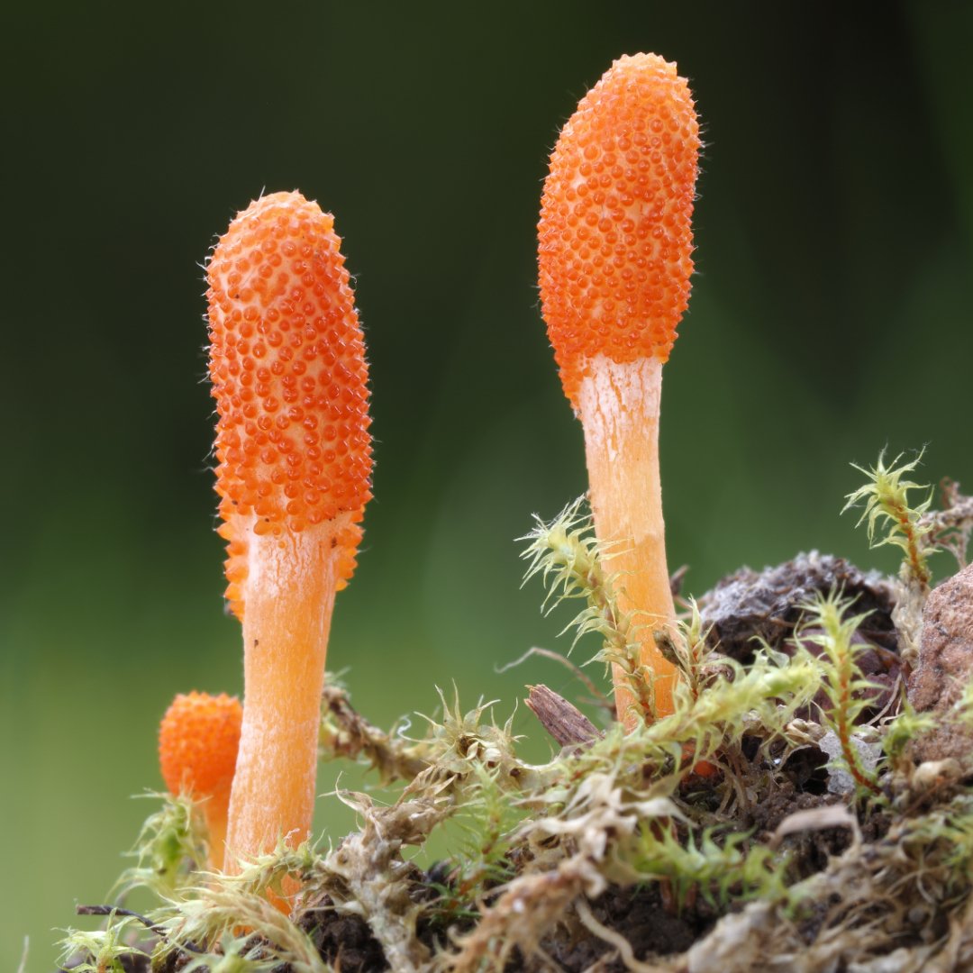 The Power of Cordyceps: Benefits, Research, and Why You Should Consider Adding It to Your Routine - Wonderland