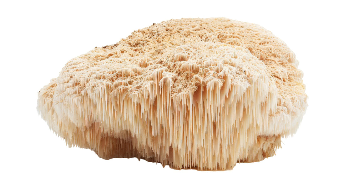 Unlock Your Brain's Potential with Lions Mane - Wonderland